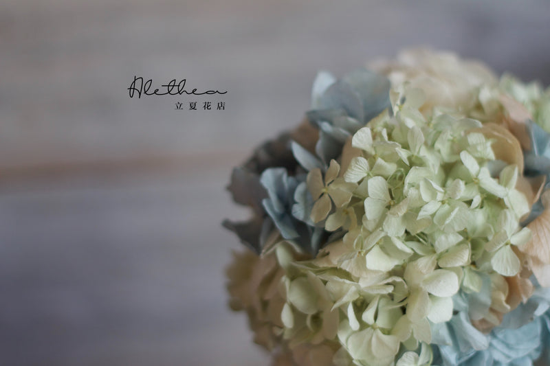 Potted Hydrangea - Baby Blue - Preserved Flower